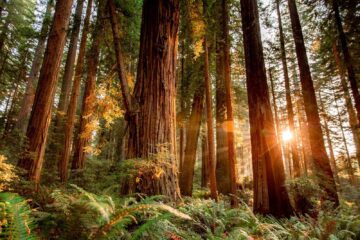 eco-friendly redwood