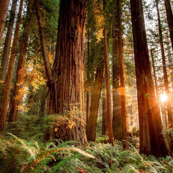 eco-friendly redwood