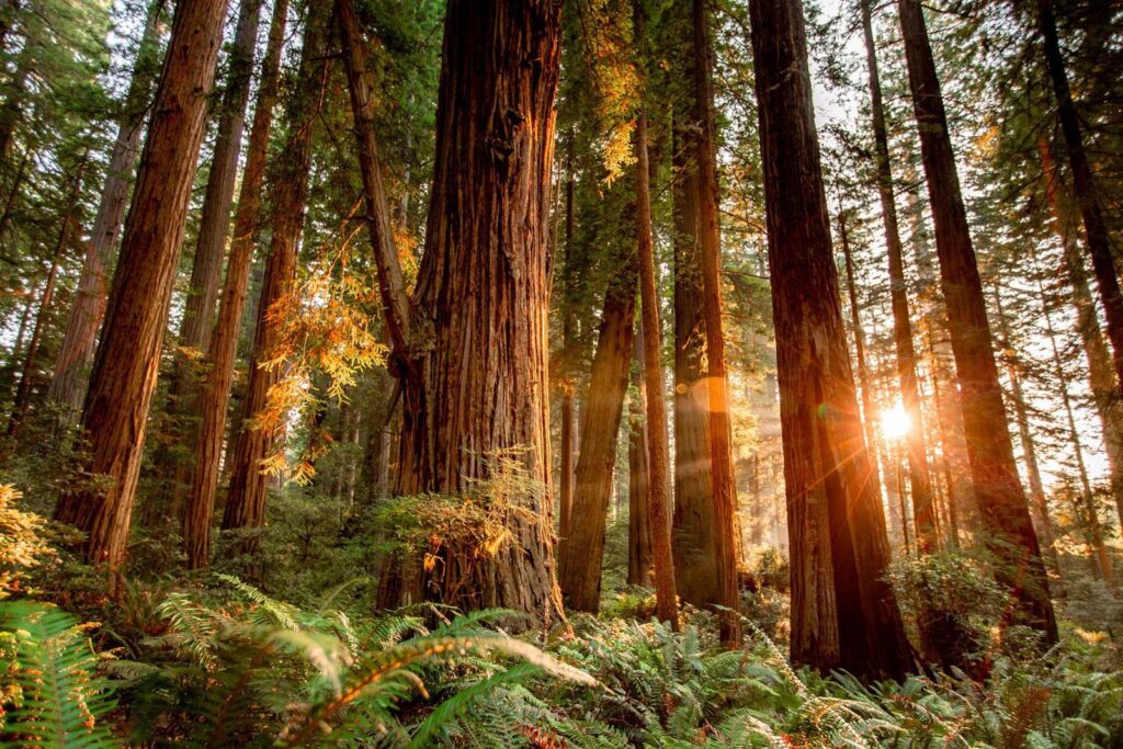 eco-friendly redwood