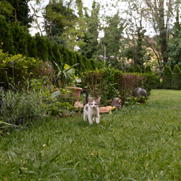 sustainable green yard