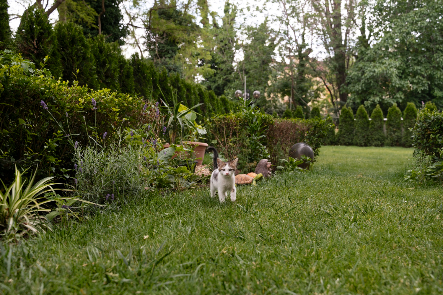 sustainable green yard