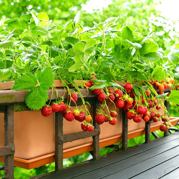 fruits to grow in containers