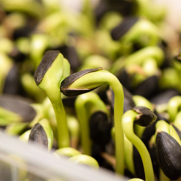 growing edible plants