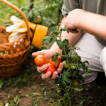 backyard produce