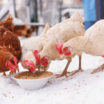 how-to-keep-your-chickens-water-from-freezing