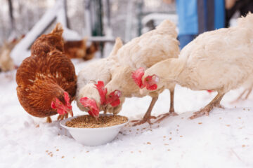 how-to-keep-your-chickens-water-from-freezing