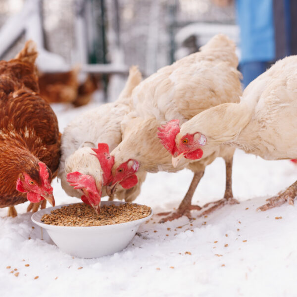 how-to-keep-your-chickens-water-from-freezing