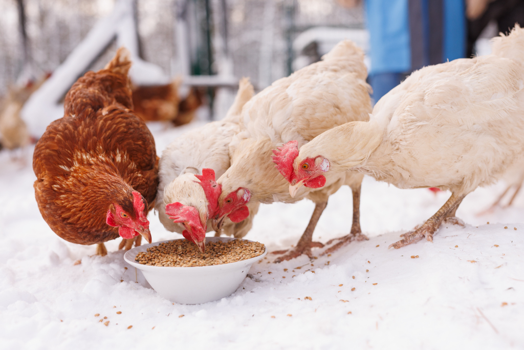 how-to-keep-your-chickens-water-from-freezing
